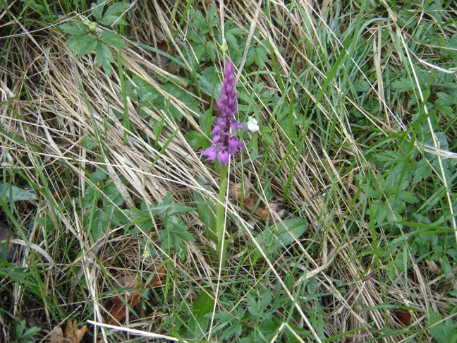 Orchis mascula ?